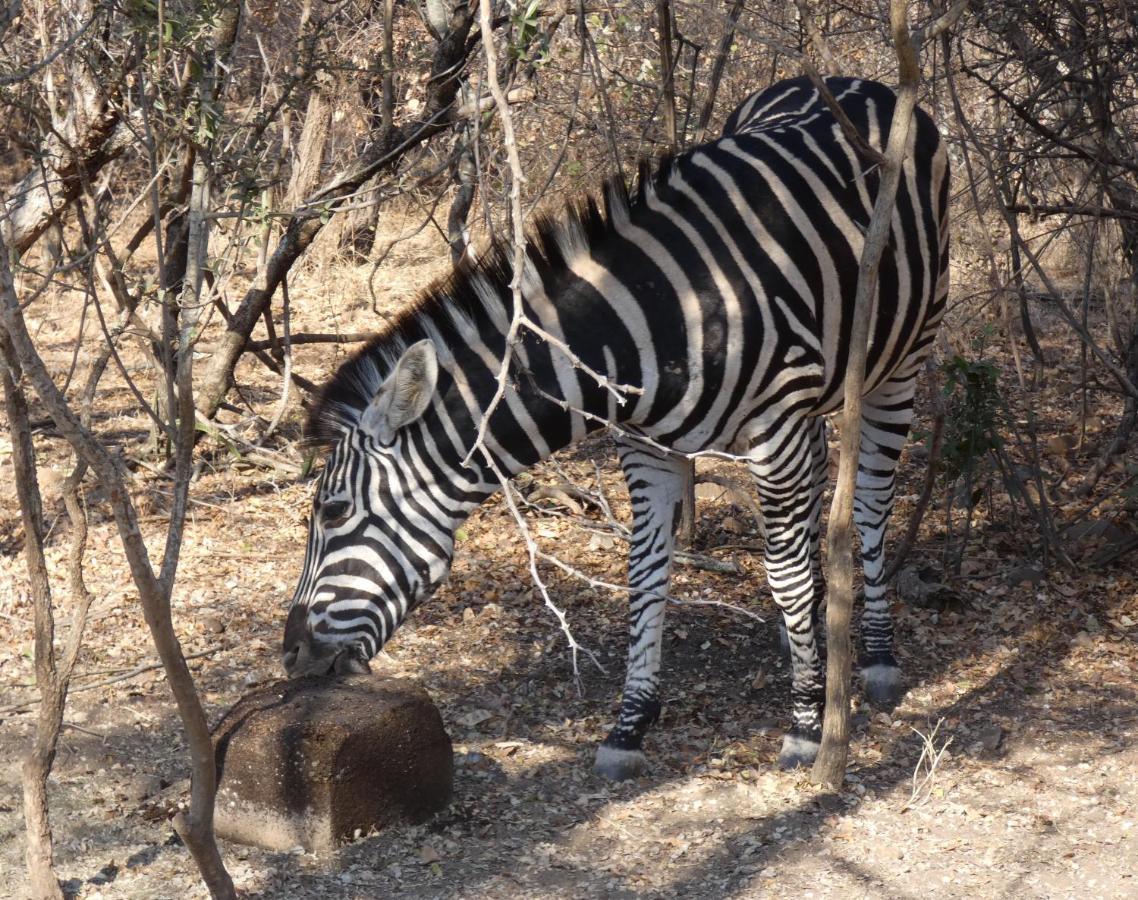 Weltevrede Lodge - Self Catering Houses Marloth Park Eksteriør billede