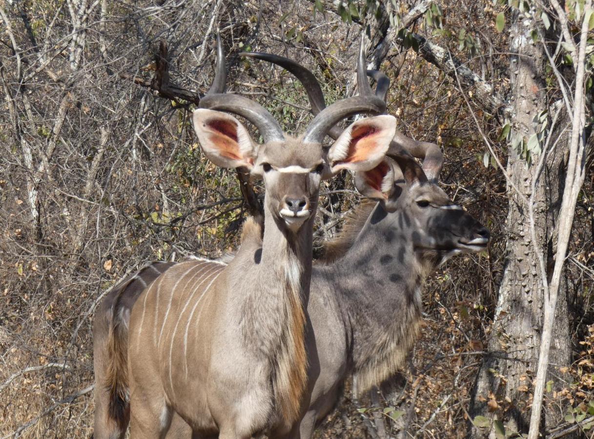 Weltevrede Lodge - Self Catering Houses Marloth Park Eksteriør billede
