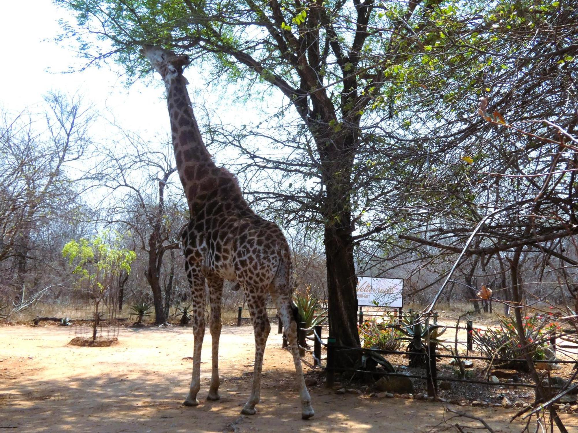 Weltevrede Lodge - Self Catering Houses Marloth Park Eksteriør billede